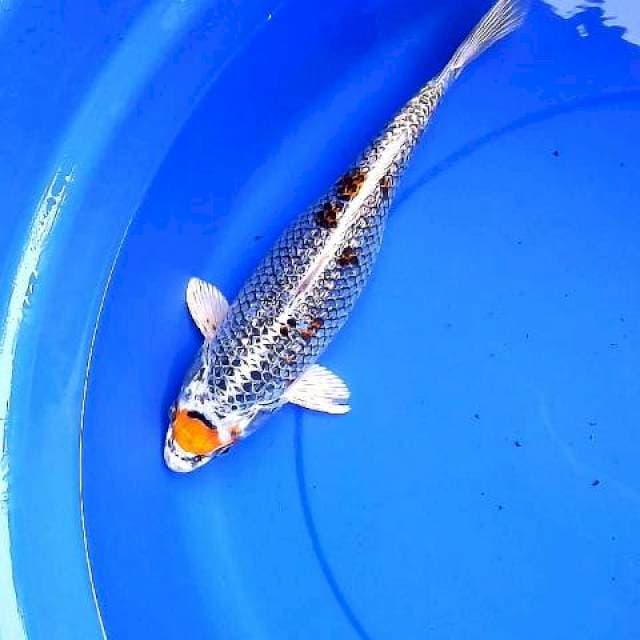 Antix 34cm