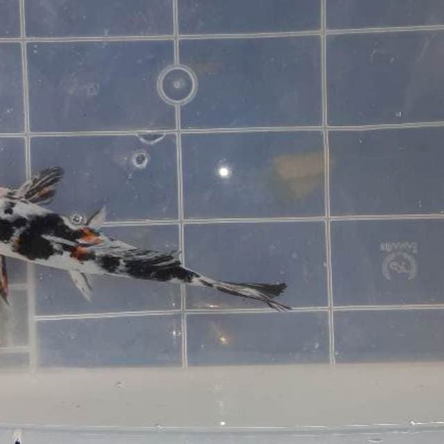 Tancho 24cm