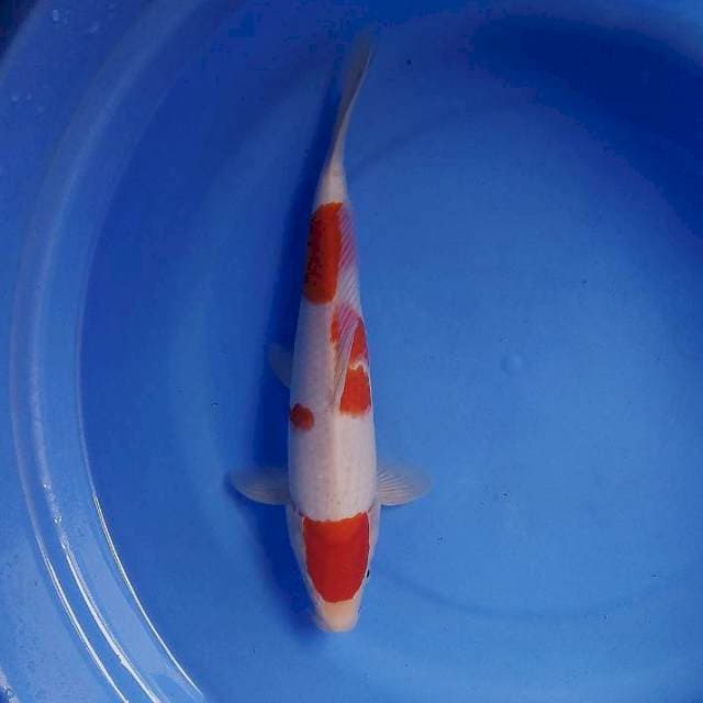 Kohaku