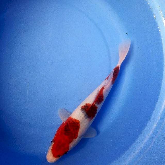 Goromo 28cm