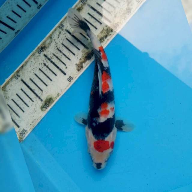Showa siip 20cm