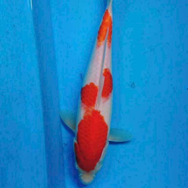 KOHAKU 30 CM