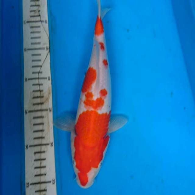 KOHAKU 31 CM