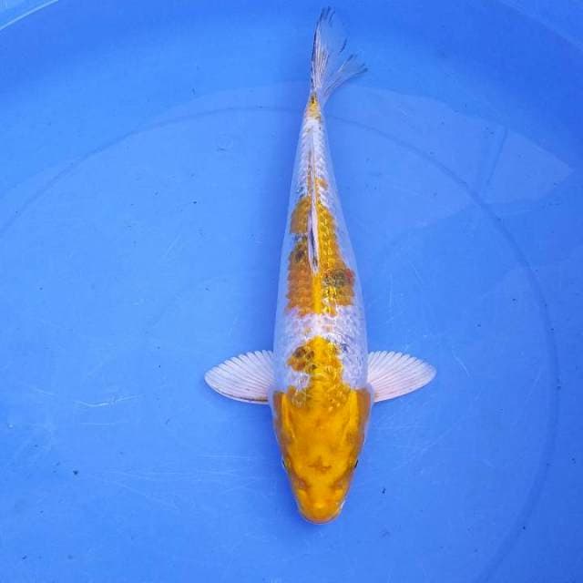 36 cm