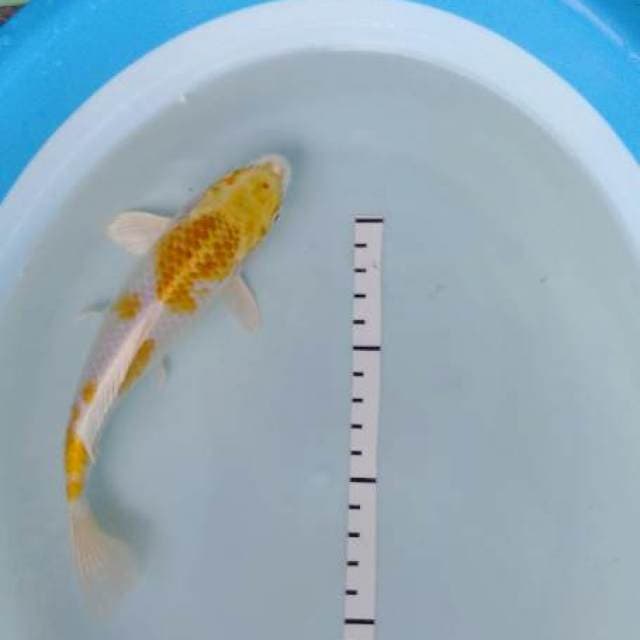 Hariwake top 20cm