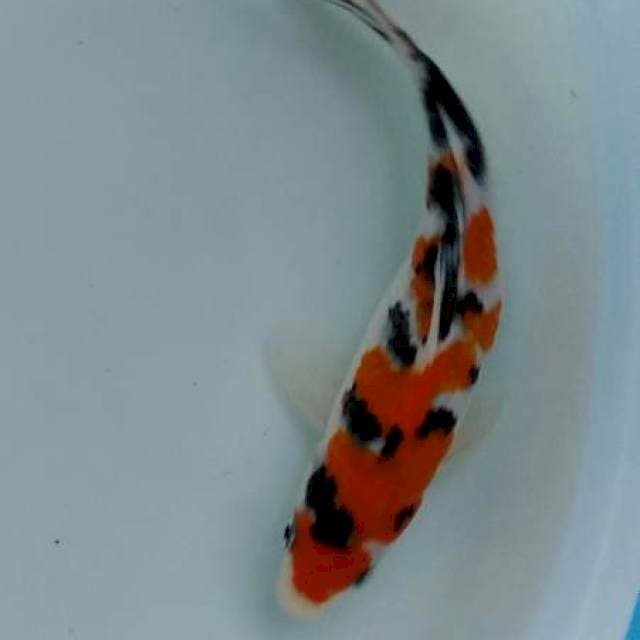 Sanke super 18cm