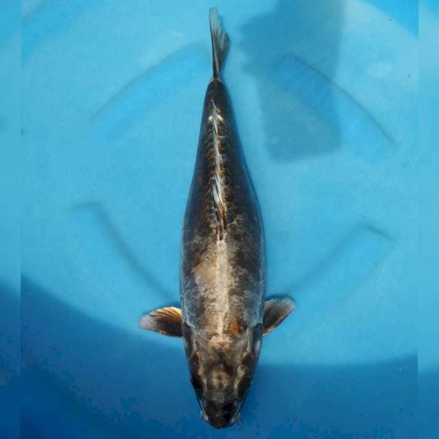 Bulky..!! Okawa jumbo female kikokuryu