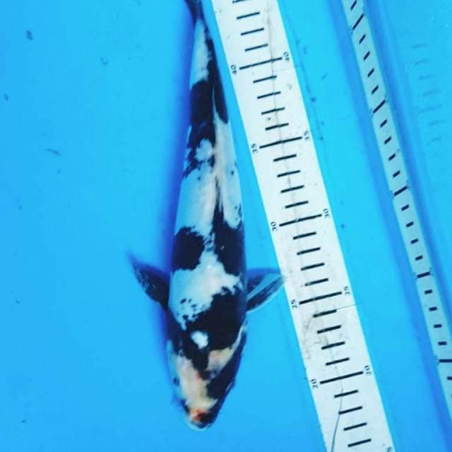 DOITSU SHIRO 29 cm