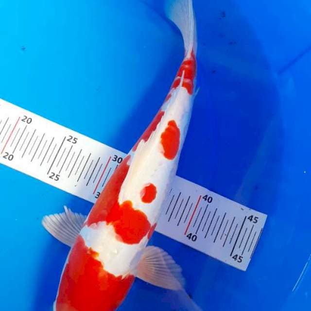 Kohaku 39 cm