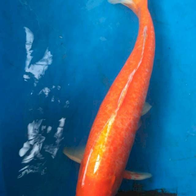 Sk akamuji