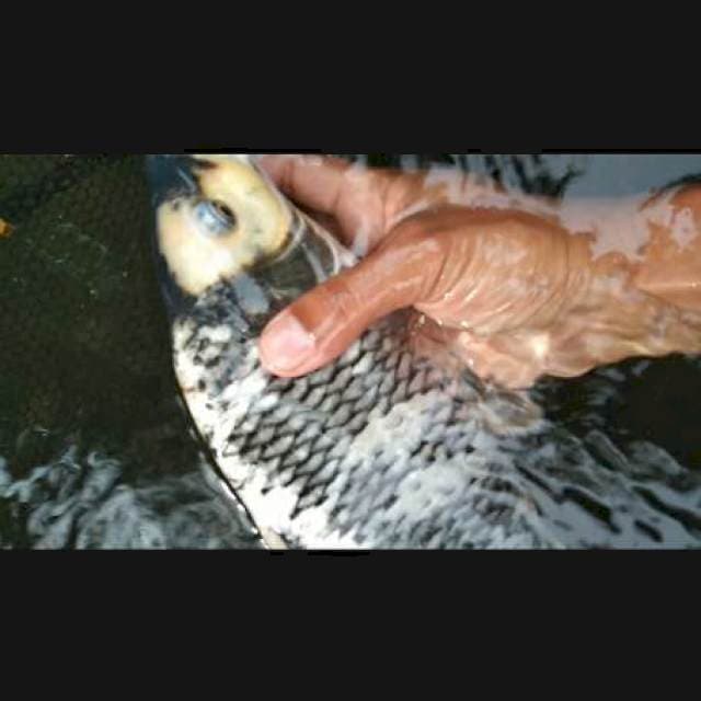 MALE PUNUK SZ 34 CM