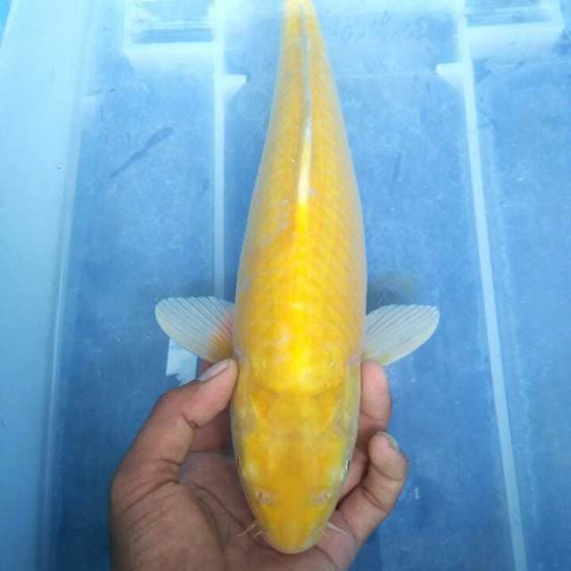 KARASI FEMALE. MATA MERAH 35 CM