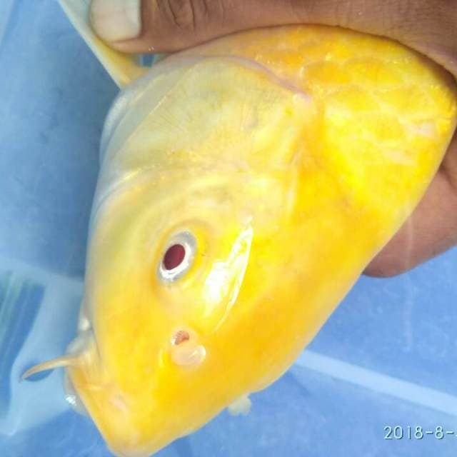 KARASI FEMALE. MATA MERAH 35 CM