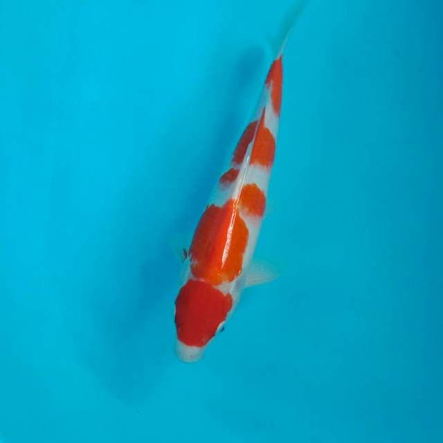 Kohaku, 30 cm