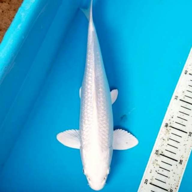 PLATINUM GINRIN MALE 35 CM