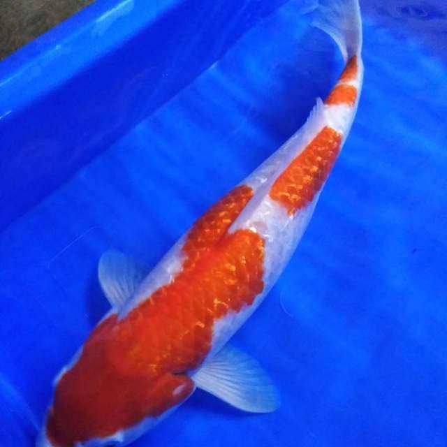 Kohaku ginrin premium