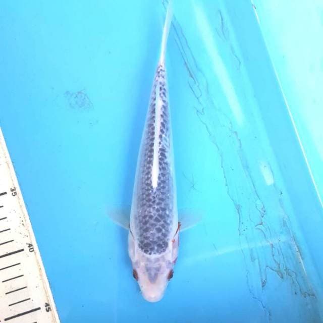 Asagi 25cm