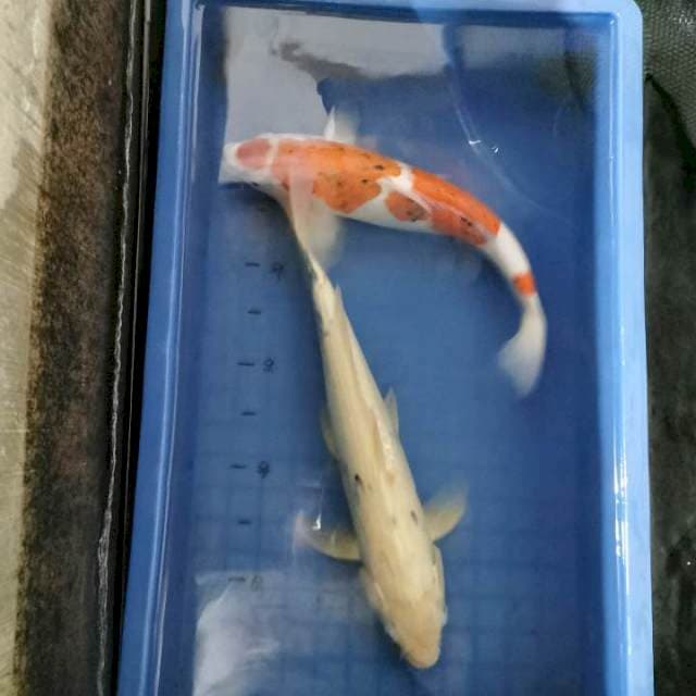 Sanke 42cm shiro 47cm