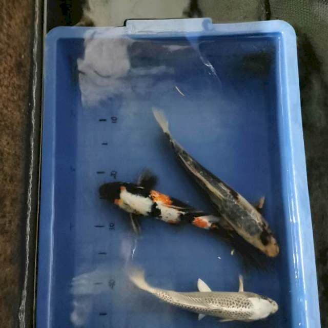Showa 32cm sushui 32cm dan hikari 26cm