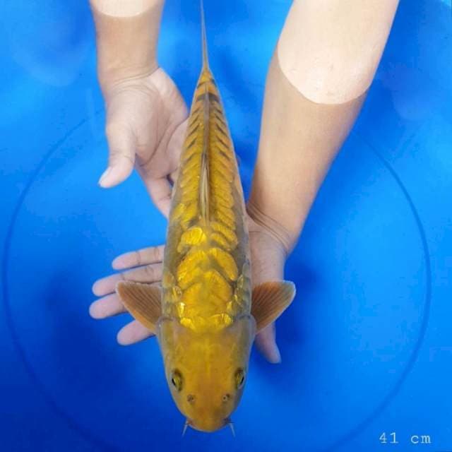 Chagoi aragoke ginrin 41 cm