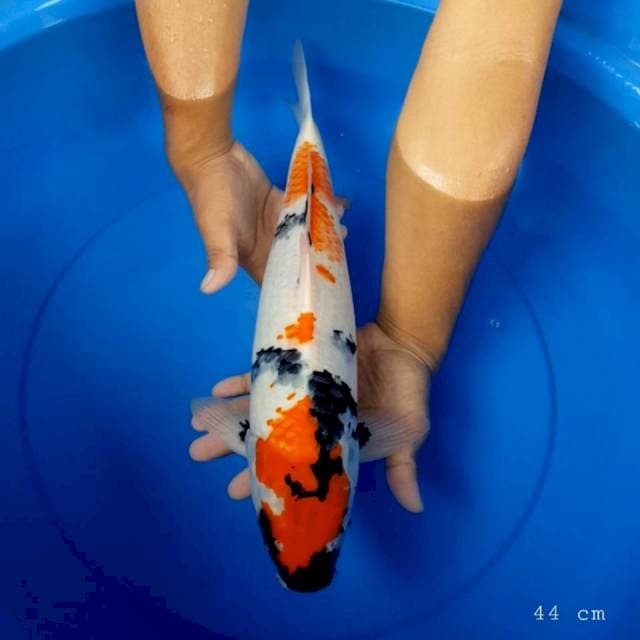 Showa 44 cm