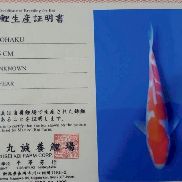 Kohaku import tosai marusei