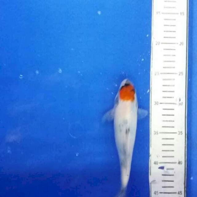 Tancho showa tategoi, 20cm