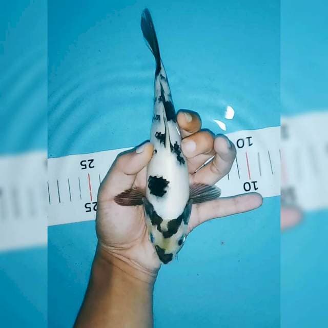 Shiro siip 20cm