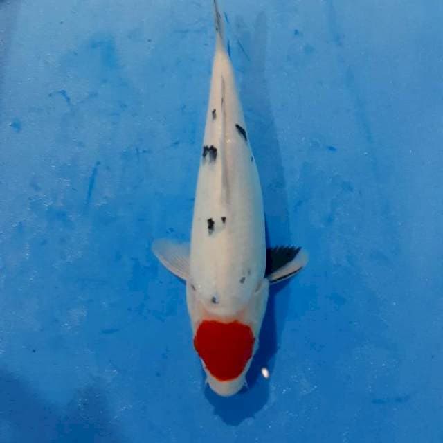 T.Taiso sansoku