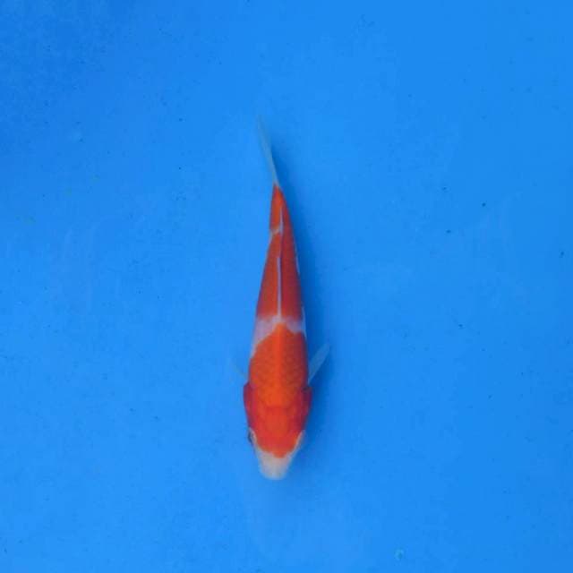 Kohaku Ori F1