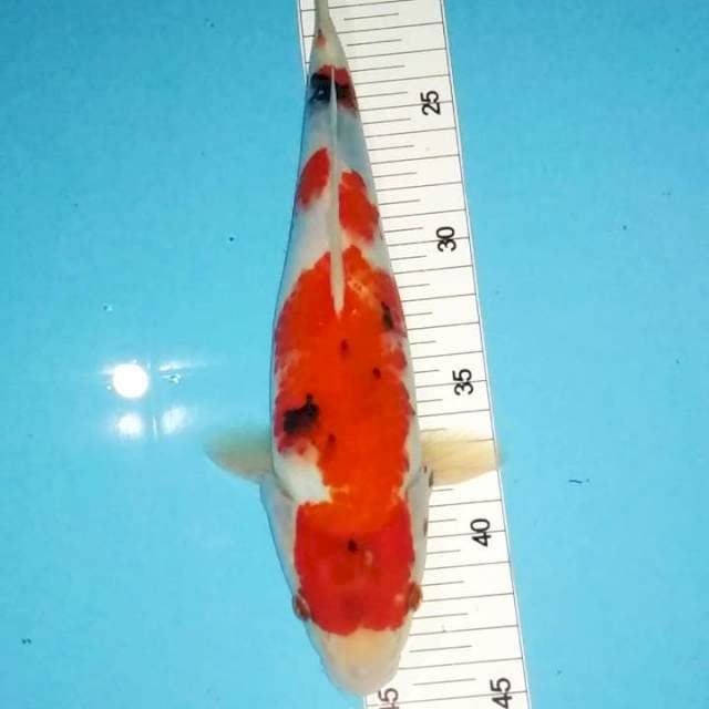 Showa tategoi 26cm