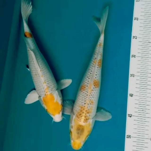 Hariwake