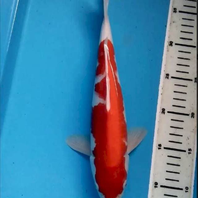 Kohaku 31cm