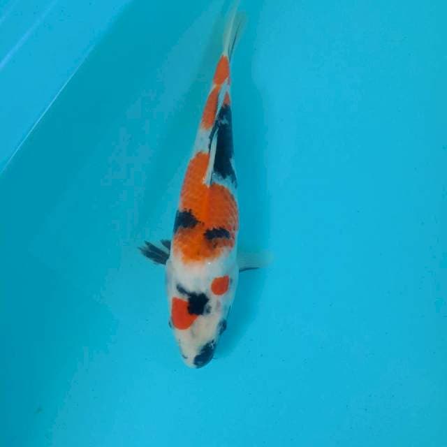 Showa, 28 cm