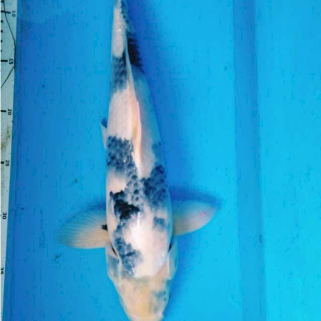 JUmBO SHIRO TATEGOI 40 cm