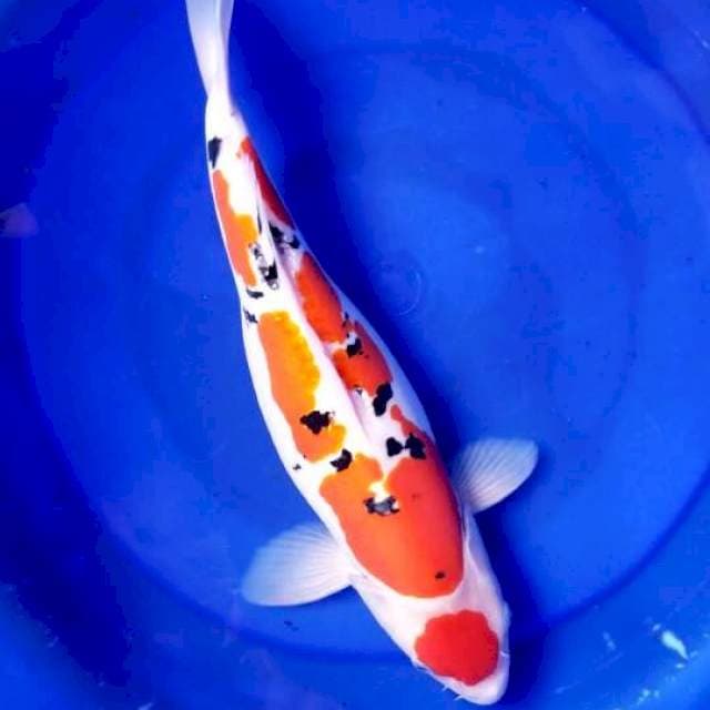 DOITSU SANKE TSUBOSUMI 45 CM