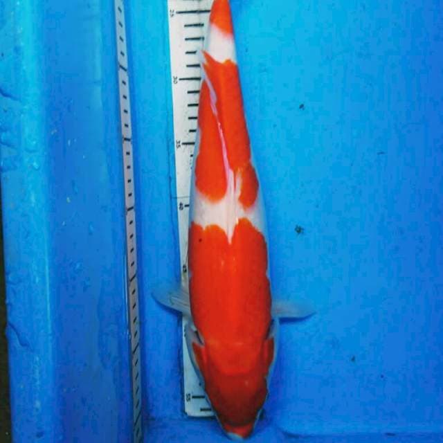 KOHAKU 39 CM