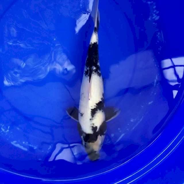 Shiro 32 cm