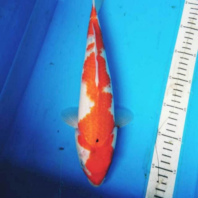INASUMA KOHAKU