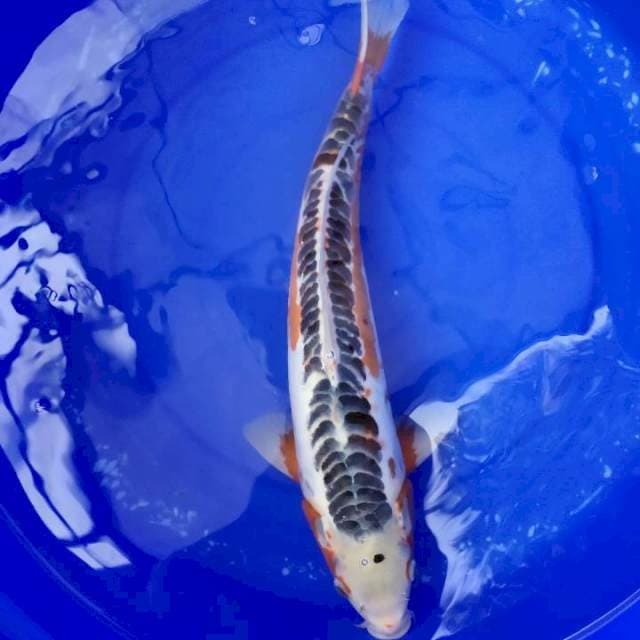 Shusui 44cm