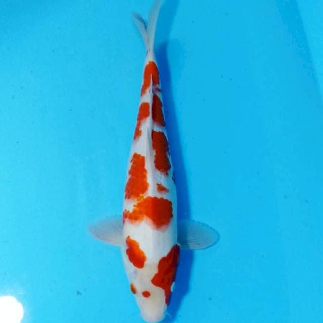 Kohaku red step step 40 cm