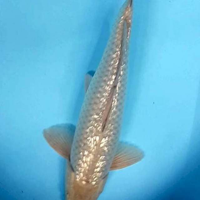 SORAGOI GINRIN PUNUK