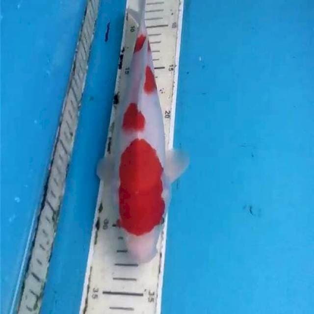 Kohaku 25cm