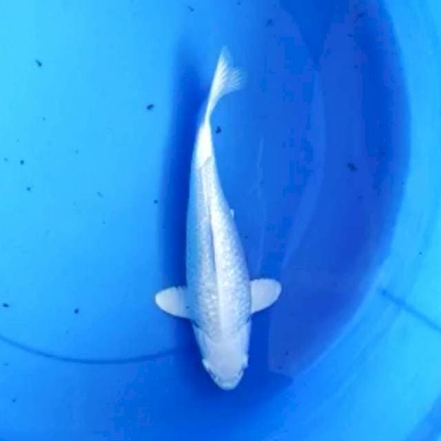 Platinum ginrin bulki