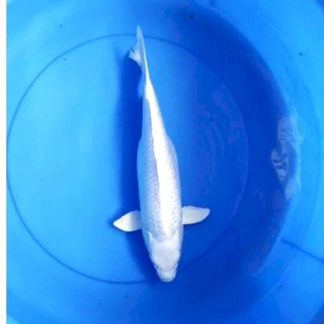 Platinum ginrin 34