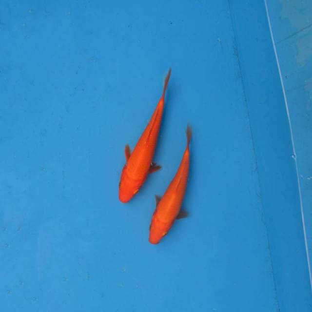 Duo Benigoi F1