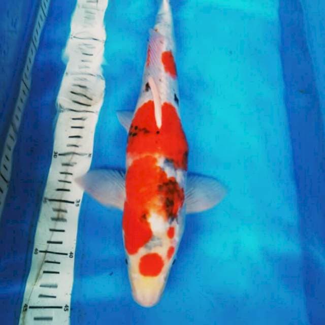 MARUTEN 41CM