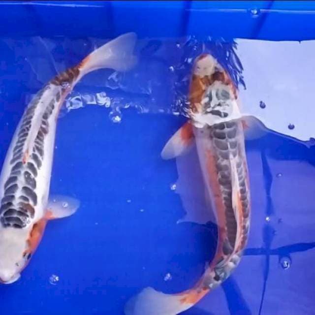 Paket Shusui 2 ekor 38 dan 41CM