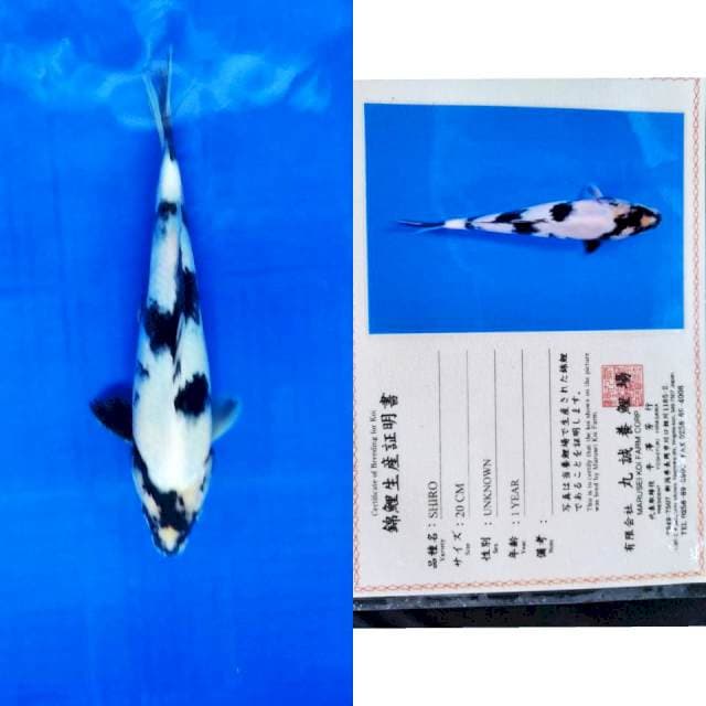Shiro marusei serti