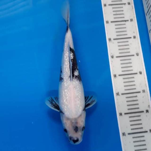 Super white Shiro ginrin 35cm.